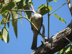 Philemon citreogularis