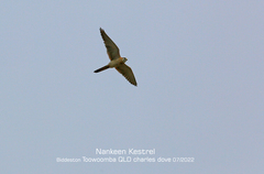 Nycticorax caledonicus