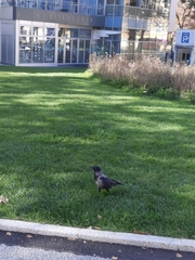 Corvus cornix × corone