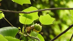 Liriodendron chinense