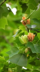 Liriodendron chinense