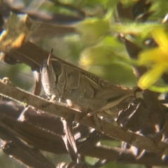 Eyprepocnemis plorans