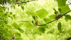 Liriodendron chinense