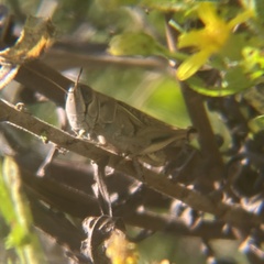 Eyprepocnemis plorans