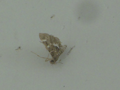 Hymeniini