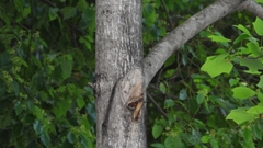 Liriodendron chinense