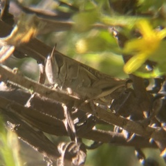 Eyprepocnemis plorans