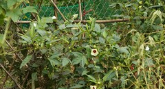 Abelmoschus esculentus