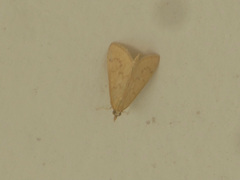 Pyraustinae