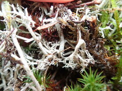Cladonia arbuscula mitis