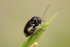 Cryptocephalus moraei
