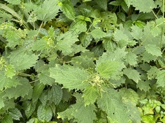 Urtica thunbergiana