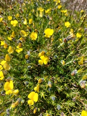 Gompholobium aristatum