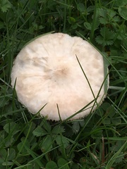 Lactarius pubescens