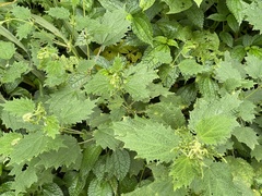 Urtica thunbergiana