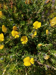 Gompholobium aristatum