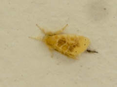 Artaxa guttata
