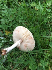 Lactarius pubescens