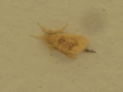 Artaxa guttata