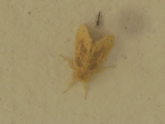 Artaxa guttata