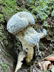 Hypomyces microspermus