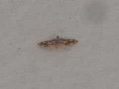 Lamprosema