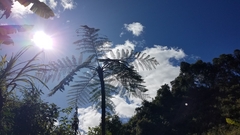Cyatheales