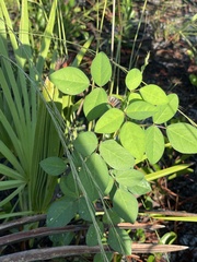 Macroptilium lathyroides
