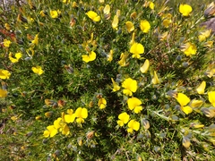 Gompholobium aristatum