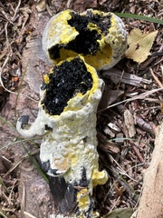 Hypomyces microspermus