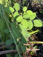 Macroptilium lathyroides