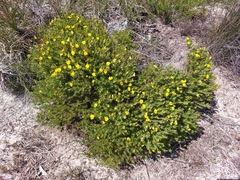 Gompholobium aristatum