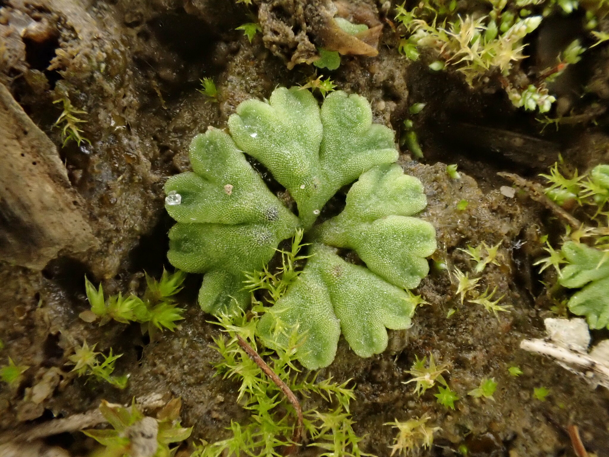 Riccia glauca var. ciliaris