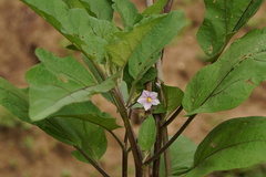 Solanum melongena