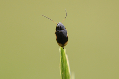 Cryptocephalus moraei
