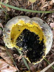 Hypomyces microspermus