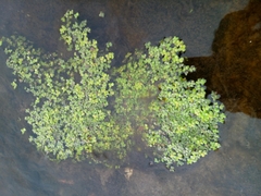 Lemna turionifera