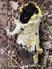 Hypomyces microspermus