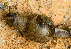 Megaustenia imperator