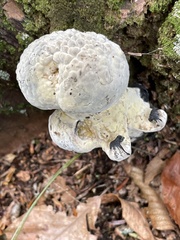 Hypomyces microspermus