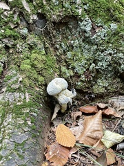 Hypomyces microspermus