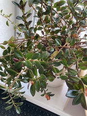 Nematanthus