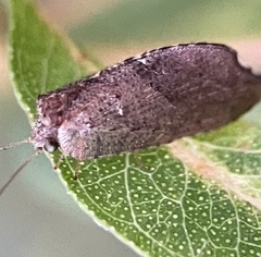 Drepanacra binocula