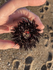 Euechinoidea