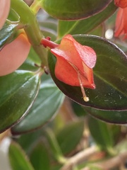 Nematanthus
