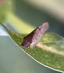 Drepanacra binocula