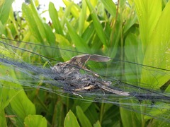 Mirafra erythrocephala