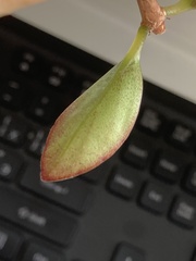 Nematanthus