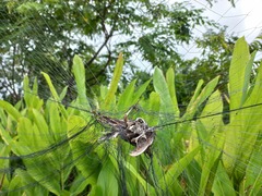 Mirafra erythrocephala