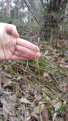 Thelymitra